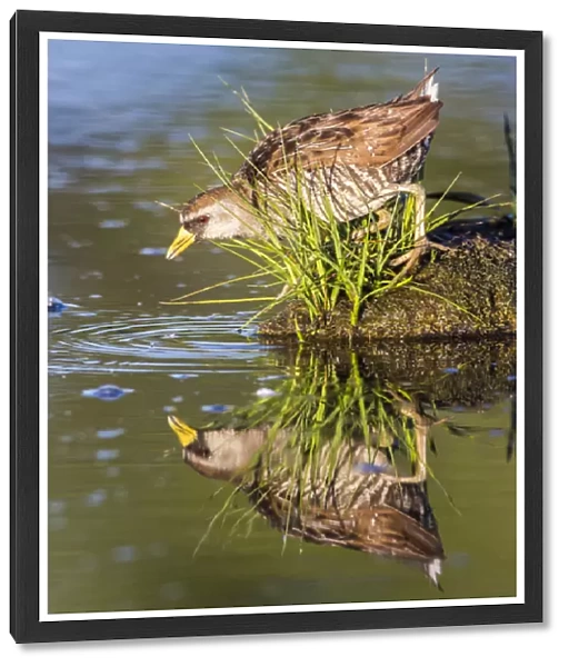 USA, Wyoming, Sublette County, a Sora forages for food in a pond which creates a