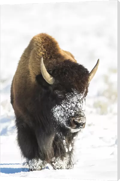 USA, Wyoming, Grand Teton National Park, Bison in snow on Antelope Flats