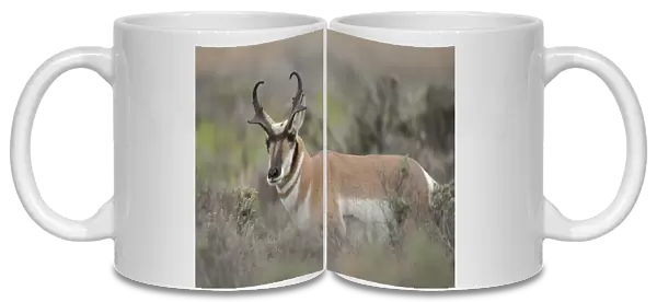 Pronghorn antelope buck, Antilocapra americana, Grand Tetons NP, Wyoming, wild
