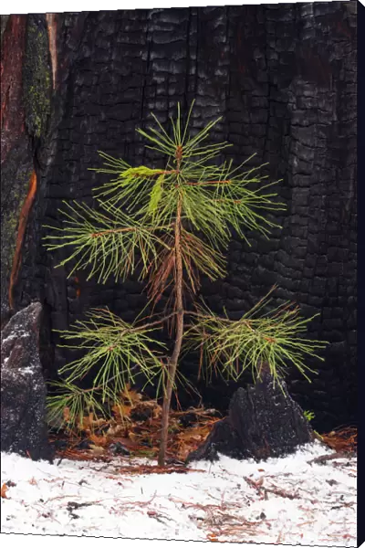 Pine seedling and burned trunk in winter, Yosemite National Park, California USA
