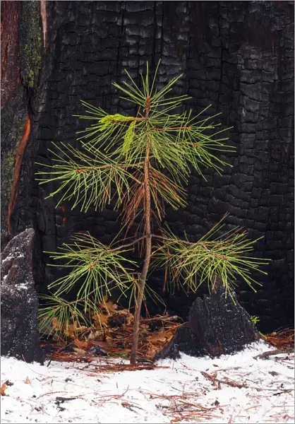 Pine seedling and burned trunk in winter, Yosemite National Park, California USA