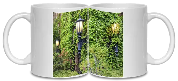 Boston, MA, USA. Street lamps with abundant foliage of historic buildings