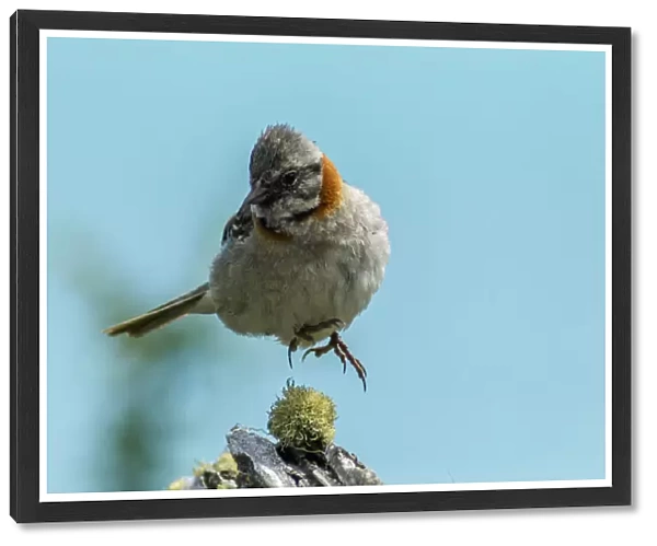 South America, Chile, Patagonia. Rufous-collared sparrow jumping