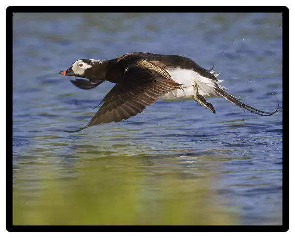 Long-tailed Duck Taking Flight