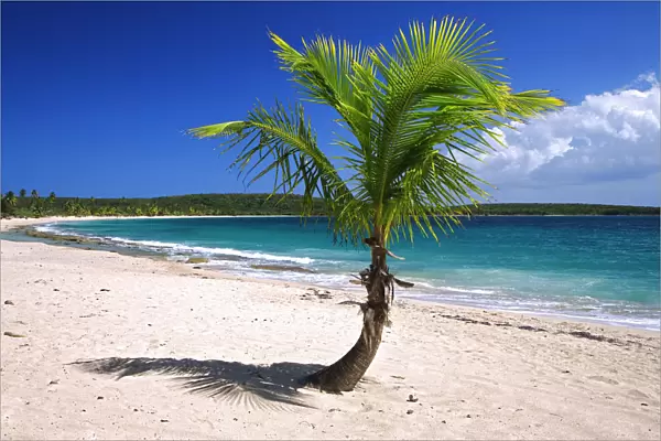 Caribbean, Puerto Rico, Vieques. Lone coconut palm on Red Beach