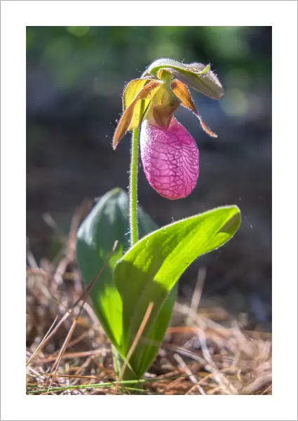 Cypripedioideae, Ladys Slipper, Ladys slipper orchid, MA, Reading, USA