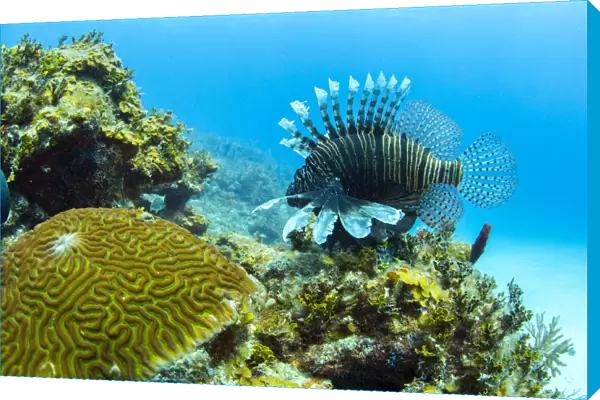An invasive lionfish swims along the edge of a coral reef on the north coast of Cuba