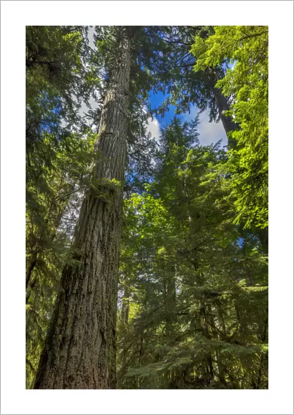 Tall and ancient douglas fir tree in MacMillan Provincial Park Cathedral Grove near Parksville