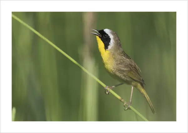 Common Yellow-throated Warbler Singing