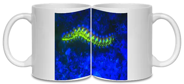 Bearded Fireworm (Hermodice carunculata), Underwater Fluorescence, Blue Heron Bridge