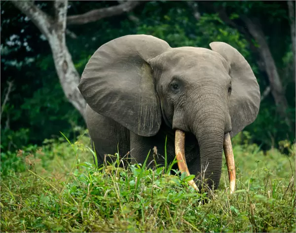 African forest elephant (Loxodonta cyclotis). Odzala-Kokoua National Park. Cuvette-Ouest Region