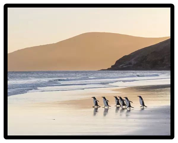 Gentoo Penguin (Pygoscelis papua), Falkland Islands. South America, Falkland Islands