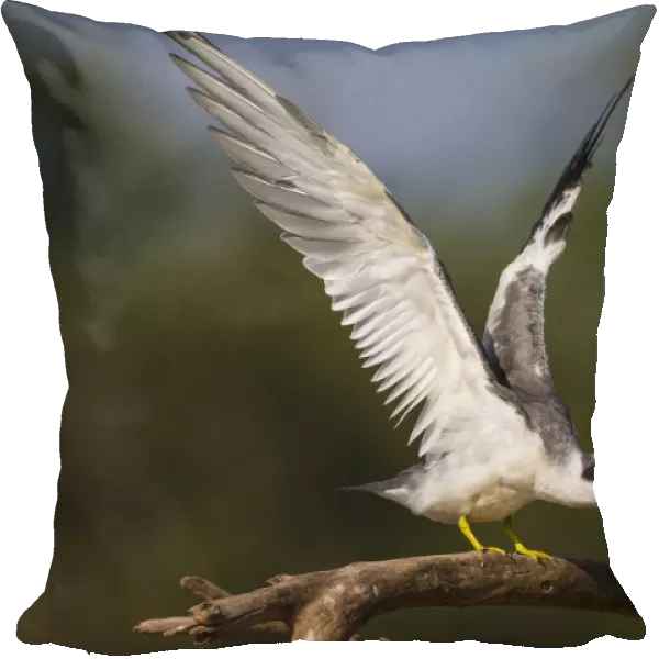 South America. Brazil. A large-billed tern (Phaetusa simplex) perches along the banks