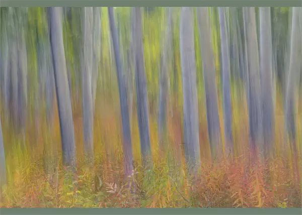 Canada, Yukon Territory, Kluane National Park. Abstract motion blur of aspen trees