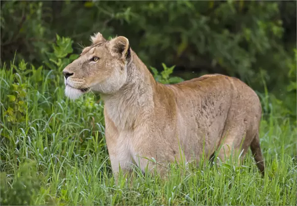 Africa. Tanzania. African lioness (Panthera leo) at Ngorongoro crater in the Ngorongoro