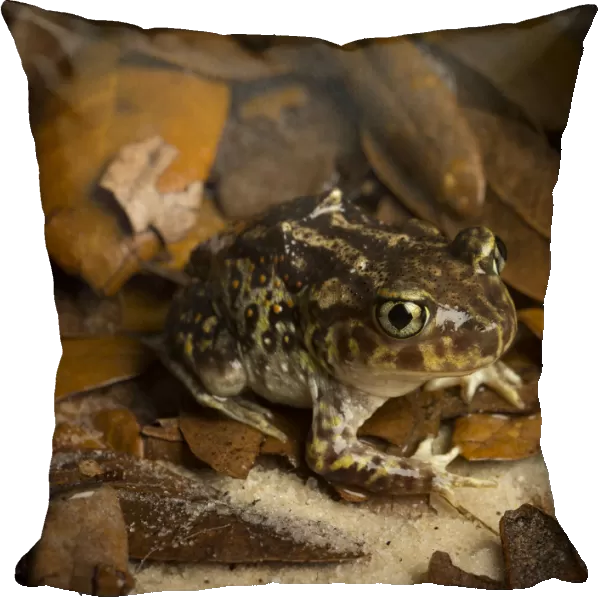 Eastern Spadefoot Toad, Scaphiopus holbrookii, Central Florida