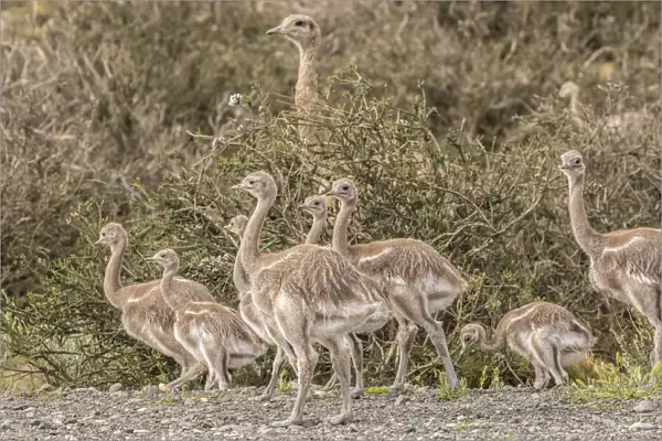 South America, Chile, Patagonia. Male rhea and chicks