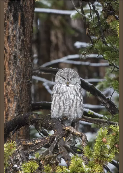 01128-00104 Great Gray Owl (Strix nebulosa) Yellowstone National Park, WY