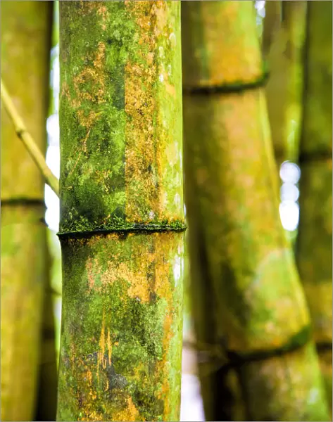 USA; Hawaii; Oahu; Close up of Bamboo stocks