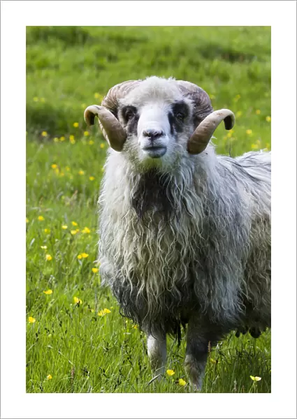 Sheep on the Faroe Islands. Europe, northern euorpe, scandinavia, denmark, faroe islands