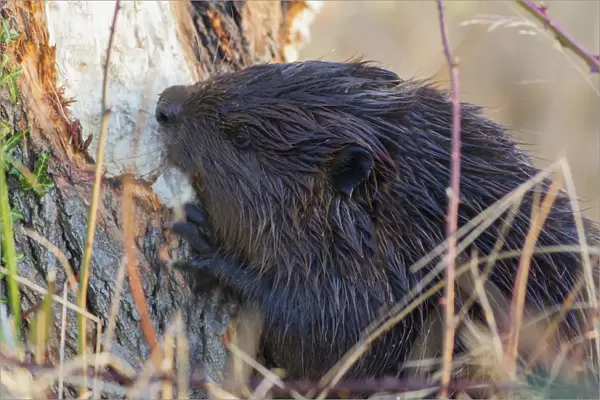 American Beaver Chewing Down Tree