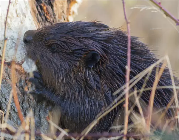 American Beaver Chewing Down Tree