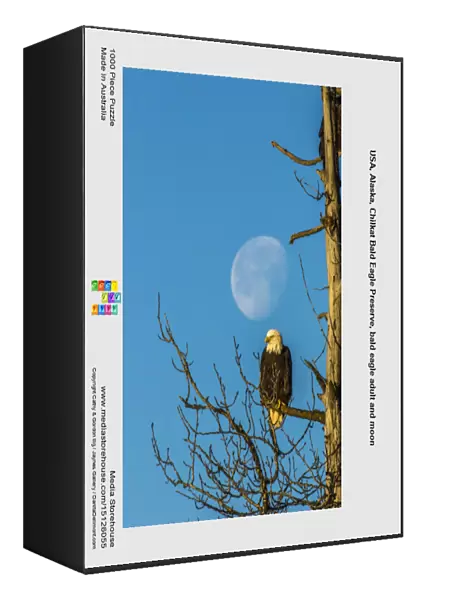USA, Alaska, Chilkat Bald Eagle Preserve, bald eagle adult and moon