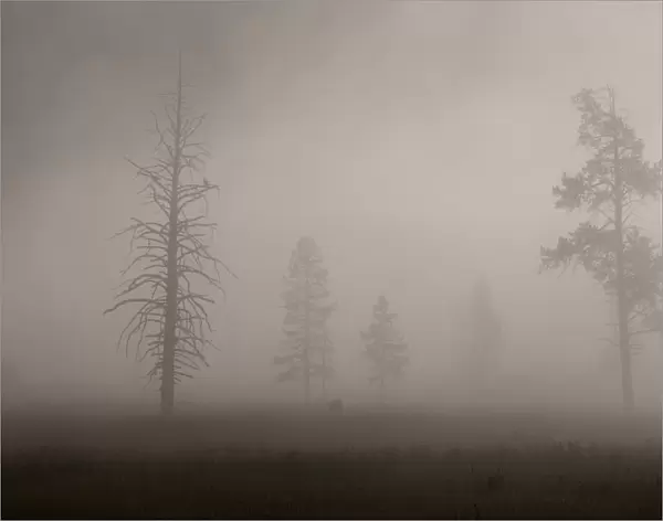 Trees in Mist. Early Morning. Yellowstone National Park. Wyoming