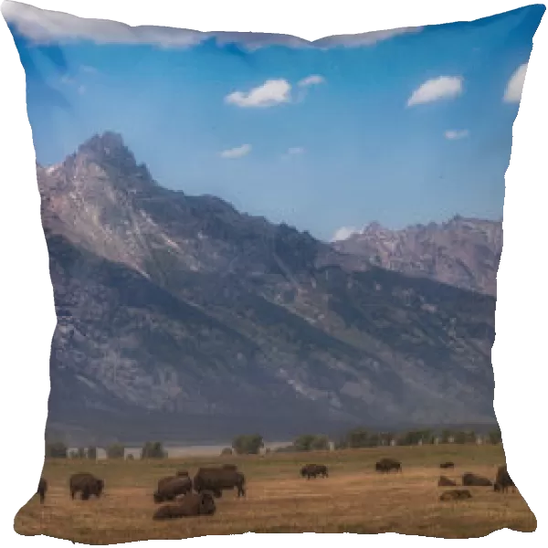 Panorama. Buffalo Herd with Grand Teton Mountains behind. Grand Teton National Park
