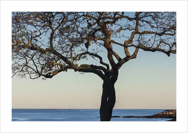 USA, Massachusetts, Cape Ann, Rockport, tree over Front Beach at dusk