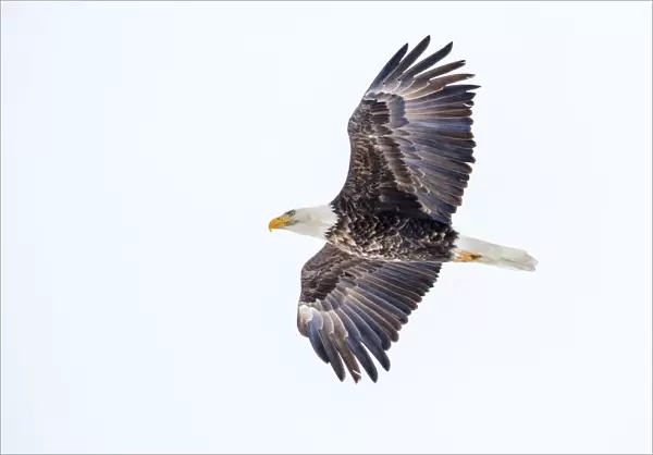 Mature bald eagle in flight at Ninepipe WMA near Ronan, Montana, USA