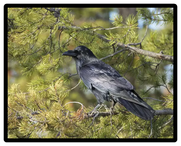 Common Raven, Corvus corax, West Yellowstone, Montana, wild