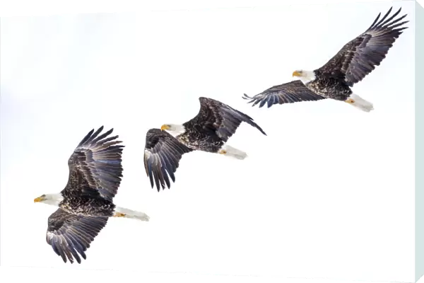 Mature bald eagle in flight sequence at Ninepipe WMA near Ronan, Montana, USA digital