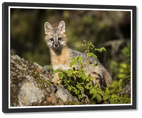 Glacier National Park, Wildlife, grey fox, montana, us27 yke0040