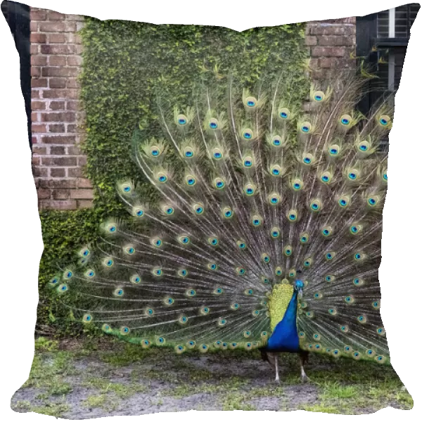 USA, South Carolina, Charleston, The Inn at Middleton Place, Displaying Peacock