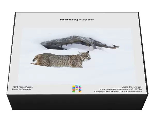 Bobcat; Hunting in Deep Snow