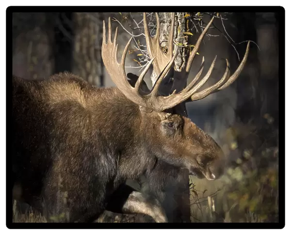 Bull Shiras Moose, Alces alces sherasi, Gros Ventre, Grand Tetons, Wyoming, wild