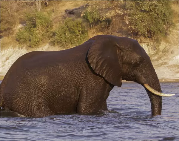 Elephant, (Loxodonta Africana) emerges from swimming across the Chobe River in Chobe National Park
