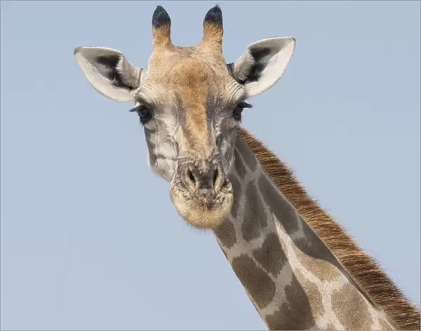 Head and neck of an Angolan giraffe, Giraffa Camelopardalis angolensis, Namibia, Africa