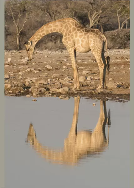 Giraffe bends over to drink at a waterhole, reflecting in the water, in Etosha National Park