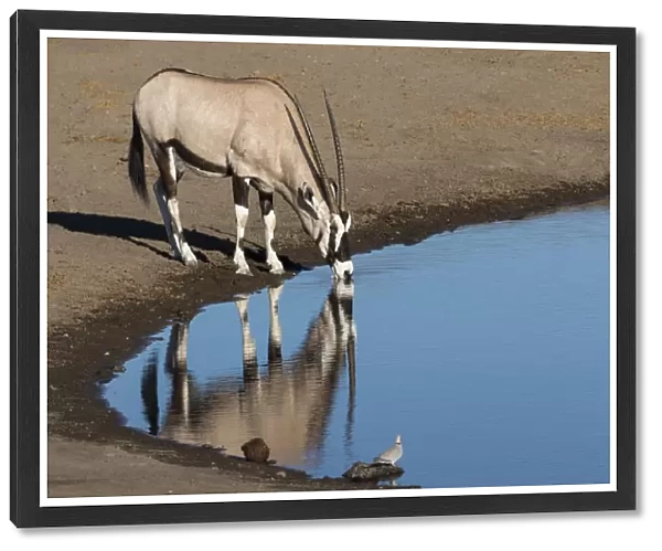 Oryx reflection in waterhole, Etosha National Park