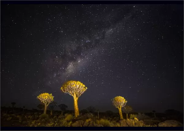 Africa, Namibia, Keetmanshoop. Milky Way over the Quiver tree Forest