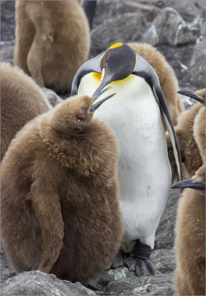 Adult King penguin with Chick. St. Andrews Bay, South Georgia Islands