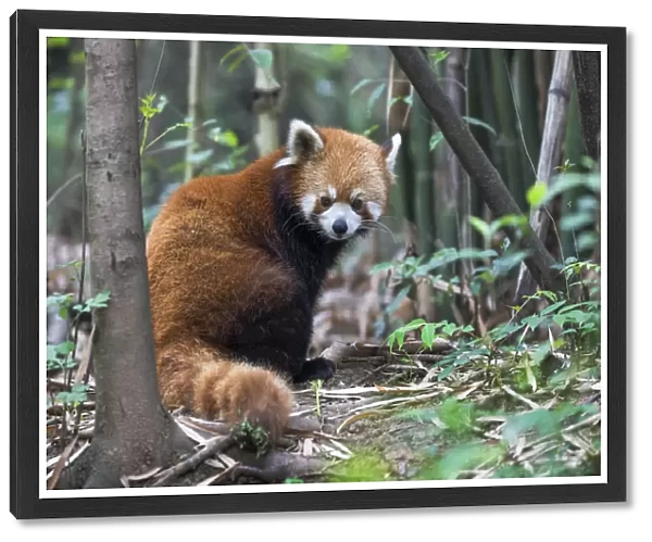 China, Chengdu, Chengdu Research Base of Giant Panda Breeding, red panda, (Ailurus fulgens)