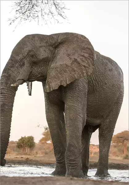 Africa, Botswana, Senyati Safari Camp. Elephant at water hole
