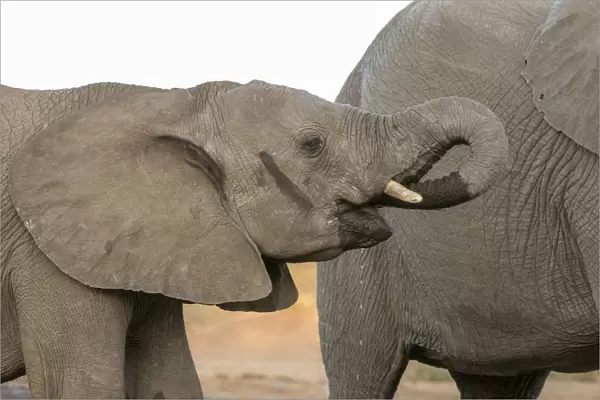 Africa, Botswana, Senyati Safari Camp. Elephants at waterhole