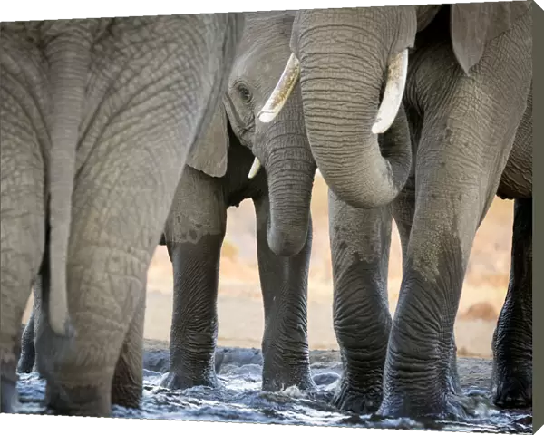 Africa, Botswana, Senyati Safari Camp. Elephant feet and trunk close-up at waterhole