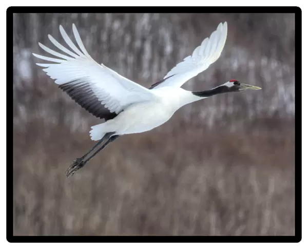 Red-crowned crane flying
