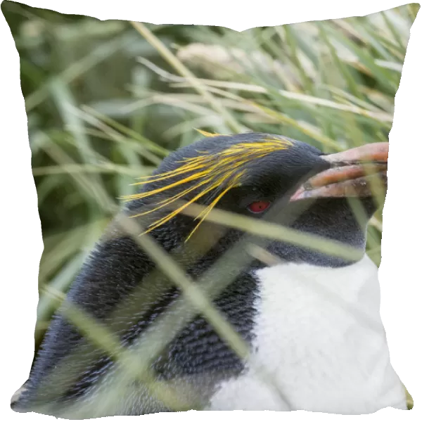 Macaroni Penguin (Eudyptes chrysolophus), standing in colony in typical dense Tussock Grass