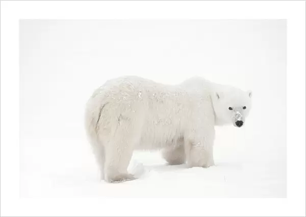 Canada, Manitoba, Churchill. Polar bear on frozen tundra